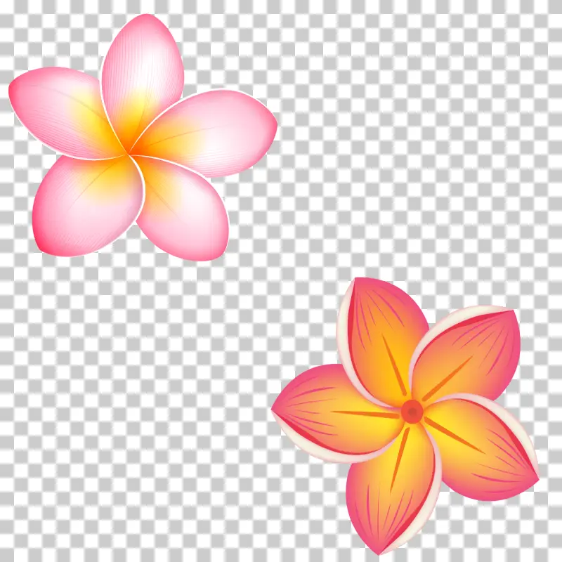Pink and Orange Plumeria Frangipani Flowers PNG