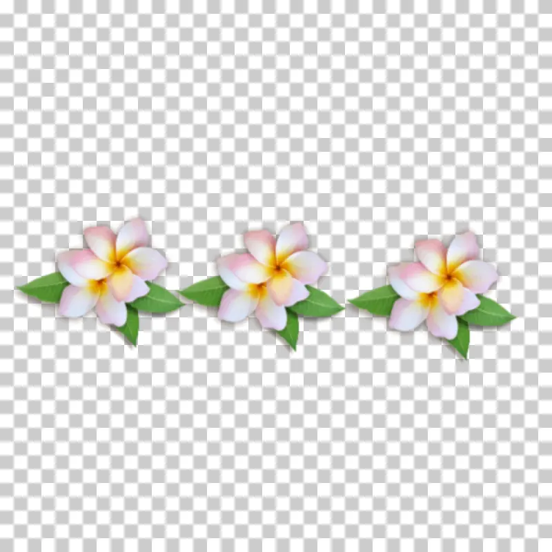 Three Pink Plumeria Frangipani Flowers with Green Leaves PNG