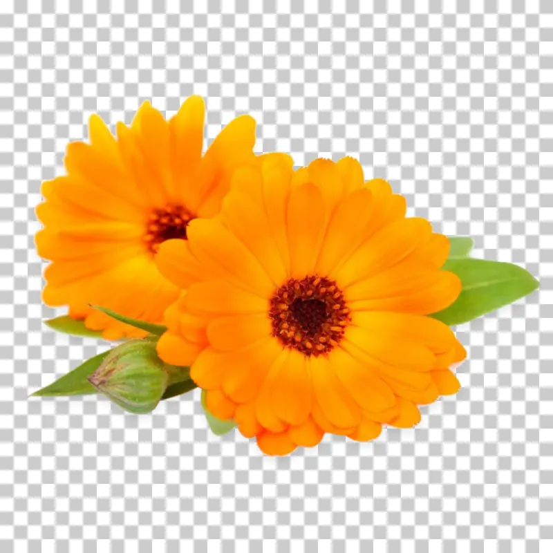 Orange Calendula Marigold Flowers with Bud and Leaves PNG